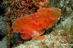 Red Indianfish from Mauritius......... Looks like a flatt... by Brian Mayes 